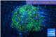 Euphyllia paraancora Green purple 4-7 cm WYSIWYG acclimaté