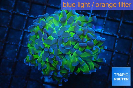 Euphyllia paraancora Green purple 4-7 cm WYSIWYG acclimaté