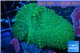 Rhodactis green big leaf 4-6 cm WYSIWYG acclimaté