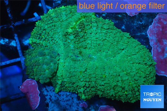 Rhodactis green big leaf 4-6 cm WYSIWYG acclimaté