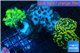 Euphyllia paraancora garden mix color corals cuture fusion 7-14 cm WYSIWYG acclimaté