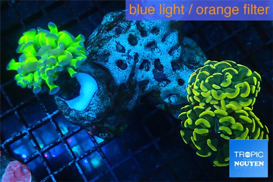 Euphyllia paraancora garden mix color corals cuture fusion 7-14 cm WYSIWYG acclimaté