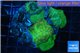 Discosoma green 7-11 cm WYSIWYG acclimaté