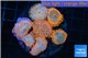 Rhodactis red blue superman 8-12 cm WYSIWYG acclimaté