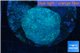 Sarcophyton long polyps 7-11 cm WYSIWYG acclimaté