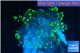 Euphyllia yaeyamaensis green 3-5 cm WYSIWYG acclimaté