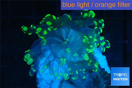 Euphyllia yaeyamaensis green 3-5 cm WYSIWYG acclimaté