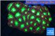 Blastomussa merletti red green 6-9 cm WYSIWYG acclimaté
