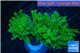 Euphyllia paraancora Green purple 5-8 cm WYSIWYG acclimaté