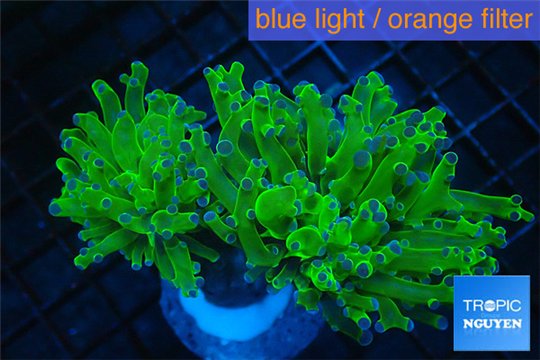 Euphyllia paraancora Green purple 5-8 cm WYSIWYG acclimaté