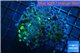 Euphyllia paraancora reverse toxic green 4-8 cm WYSIWYG acclimaté