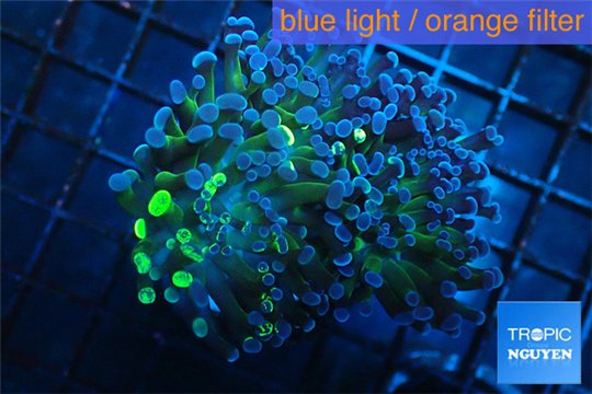 Euphyllia paraancora reverse toxic green 4-8 cm WYSIWYG acclimaté
