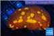 Echinophyllia fusion red fire 4-6 cm WYSIWYG acclimaté