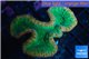 Lobophyllia green & red circle 5-6 cm WYSIWYG acclimaté