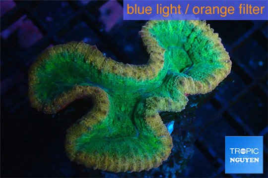 Lobophyllia green & red circle 5-6 cm WYSIWYG acclimaté