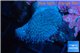Sarcophyton long polyps 7-11 cm WYSIWYG acclimaté