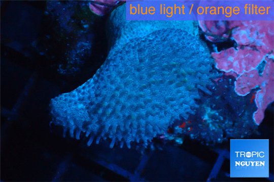 Sarcophyton long polyps 7-11 cm WYSIWYG acclimaté