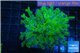 Euphyllia yayaemaensis green & purple tip 5-8 cm WYSIWYG acclimaté