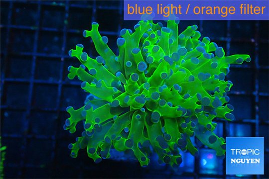 Euphyllia yayaemaensis green & purple tip 5-8 cm WYSIWYG acclimaté
