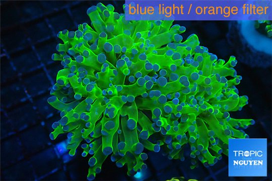 Euphyllia yayaemaensis green & purple tip 8-13 cm WYSIWYG acclimaté
