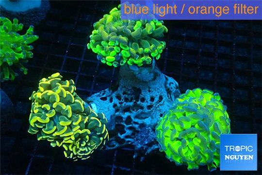 Euphyllia paraancora garden mix color corals cuture fusion 7-14 cm WYSIWYG acclimaté