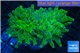 Euphyllia yayaemaensis green & purple tip 5-8 cm WYSIWYG acclimaté