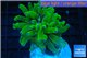 Euphyllia yayaemaensis green & purple tip 3-5 cm WYSIWYG acclimaté