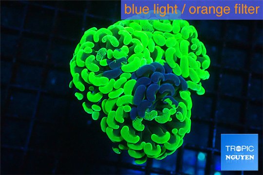 Euphyllia paraancora neon green 5-8 cm WYSIWYG acclimaté