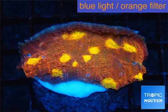 Echinophyllia fusion red fire 3-4 cm WYSIWYG acclimaté