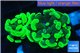 Euphyllia paraancora neon green 3-6 cm WYSIWYG acclimaté