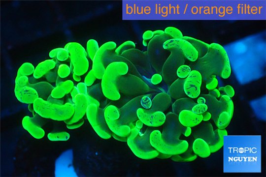 Euphyllia paraancora neon green 3-6 cm WYSIWYG acclimaté