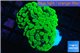 Euphyllia paraancora neon green 3-6 cm WYSIWYG acclimaté