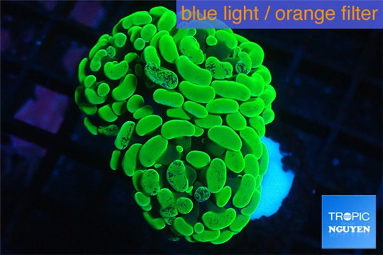 Euphyllia paraancora neon green 3-6 cm WYSIWYG acclimaté