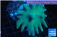Lobophytum greeny body 8-12 cm WYSIWYG acclimaté