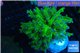 Euphyllia yayaemaensis green & purple tip 4-7 cm WYSIWYG acclimaté