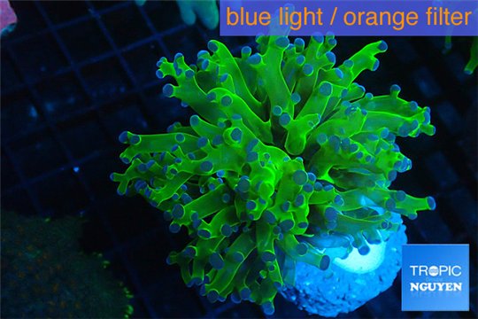 Euphyllia yayaemaensis green & purple tip 4-7 cm WYSIWYG acclimaté