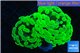 Euphyllia paraancora neon green 3-6 cm WYSIWYG acclimaté