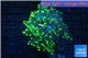 Euphyllia yayaemaensis gold 5-8 cm WYSIWYG acclimaté