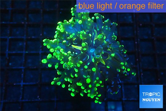Euphyllia yayaemaensis gold 5-8 cm WYSIWYG acclimaté