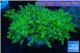 Euphyllia yayaemaensis green & purple tip 7-12 cm WYSIWYG acclimaté