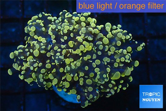 Euphyllia paradivisa orange 5-9 cm WYSIWYG acclimaté