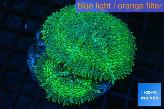 Rhodactis green big leaf 2 polyps WYSIWYG acclimaté
