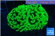 Euphyllia paraancora neon green 4-8 cm WYSIWYG acclimaté