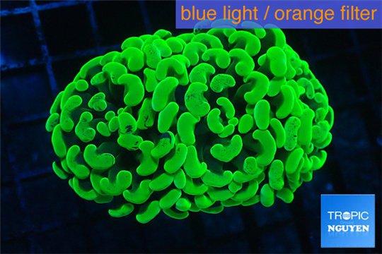 Euphyllia paraancora neon green 4-8 cm WYSIWYG acclimaté