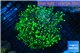 Euphyllia divisa neon green 8-12 cm WYSIWYG acclimaté