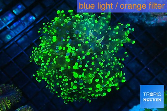 Euphyllia divisa neon green 8-12 cm WYSIWYG acclimaté
