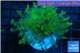 Euphyllia yayaemaensis green & purple tip 4-7 cm WYSIWYG acclimaté