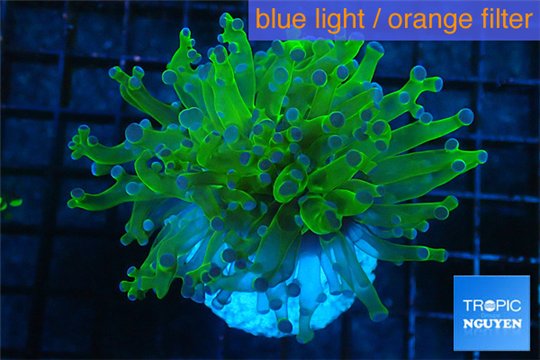 Euphyllia yayaemaensis green & purple tip 4-7 cm WYSIWYG acclimaté