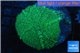 Rhodactis green big leaf 1 polyp WYSIWYG acclimaté