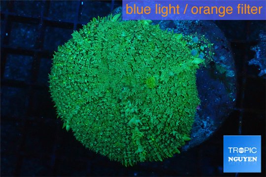 Rhodactis green big leaf 1 polyp WYSIWYG acclimaté